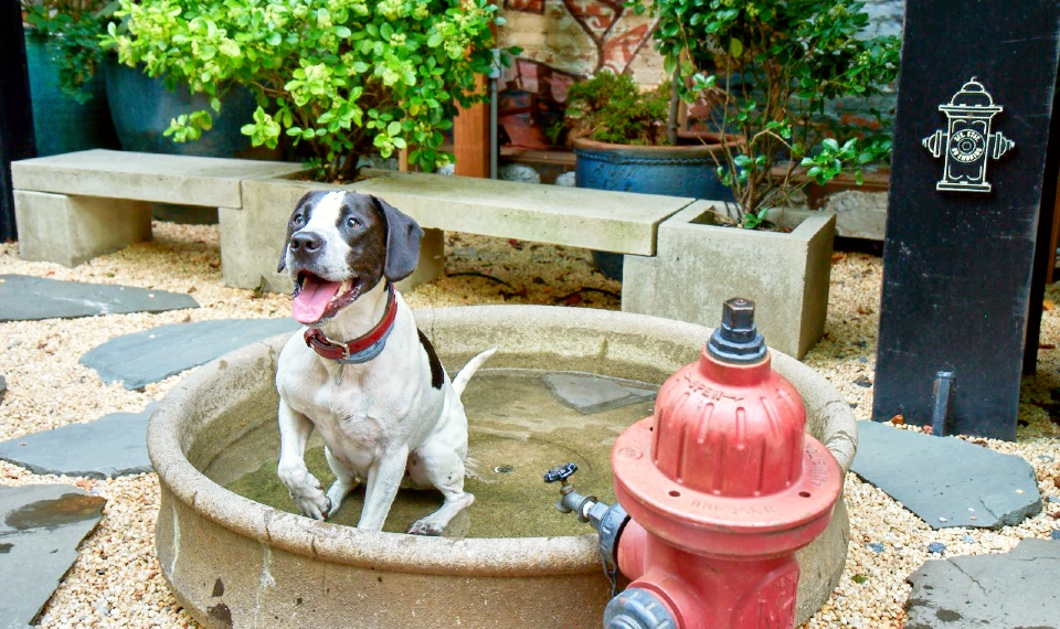 Dog in bath