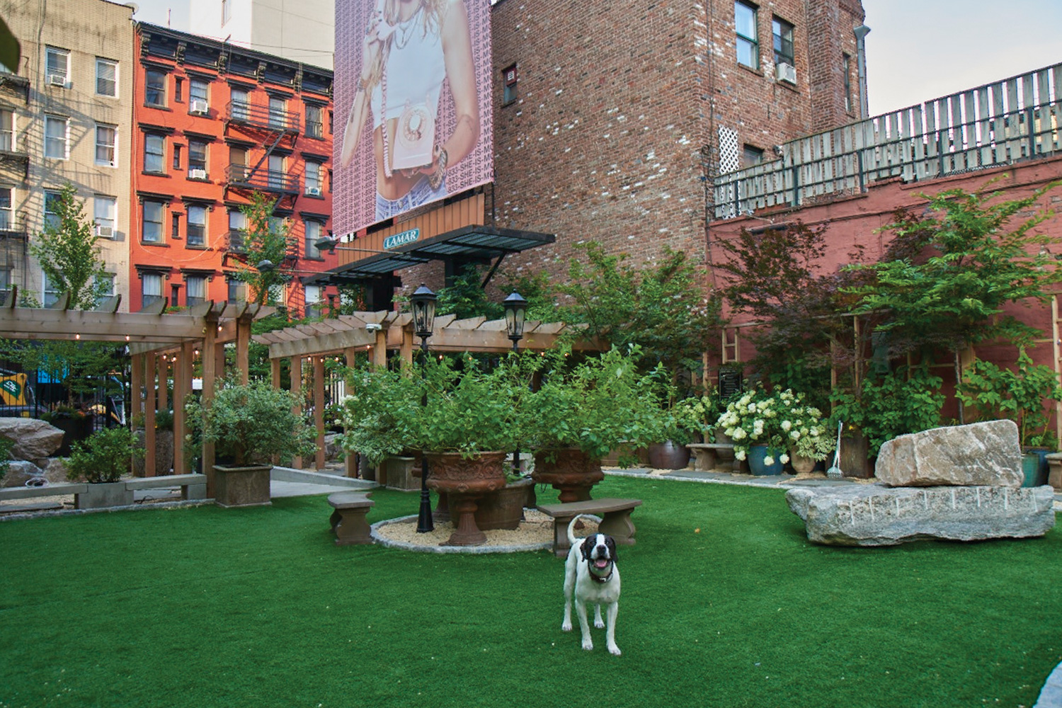 a small dog stands in the middle of the soho grand dog park