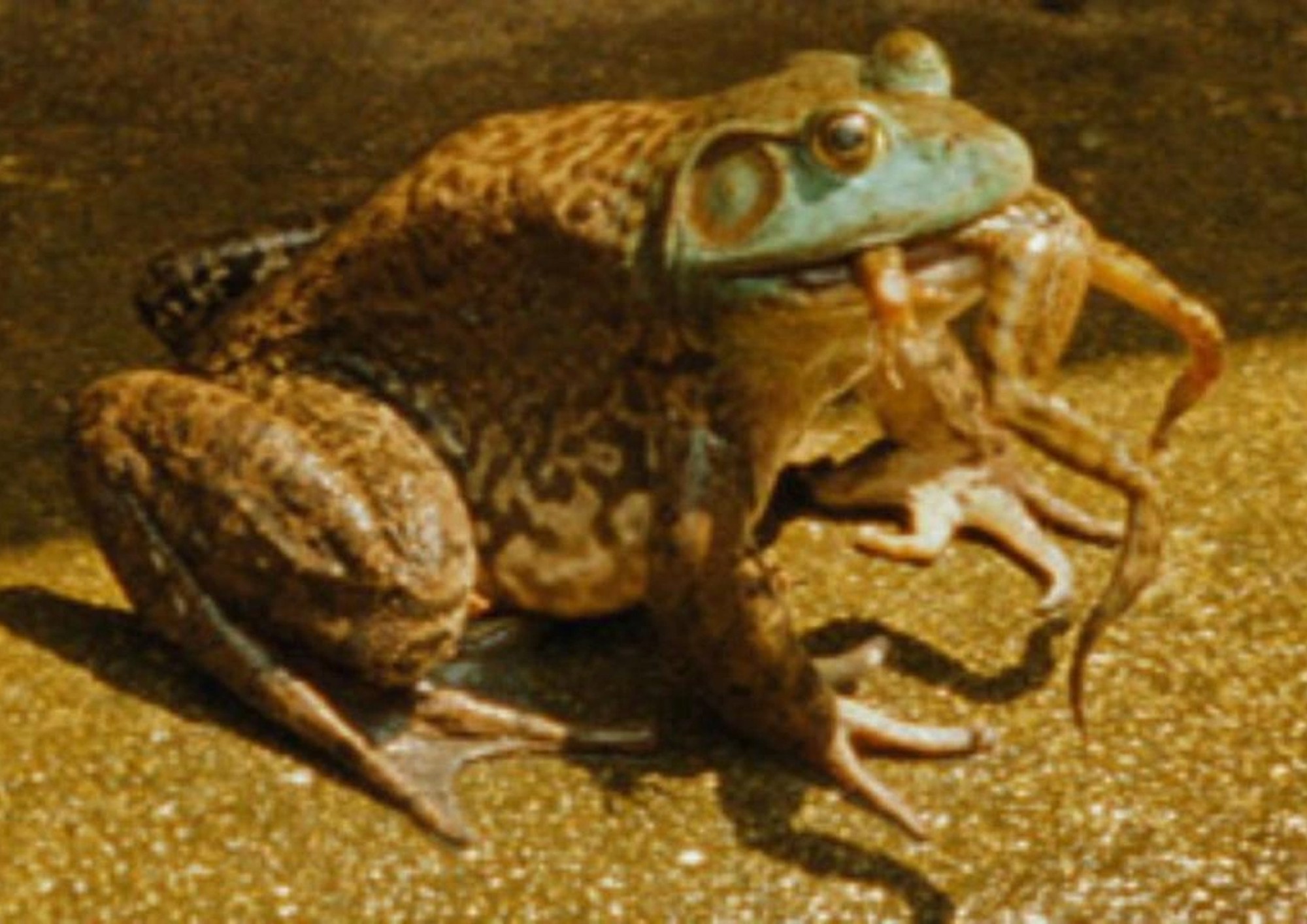 Image from the motion picture Manda Bala