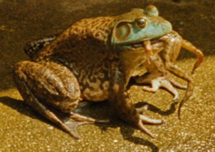 Image from the motion picture Manda Bala