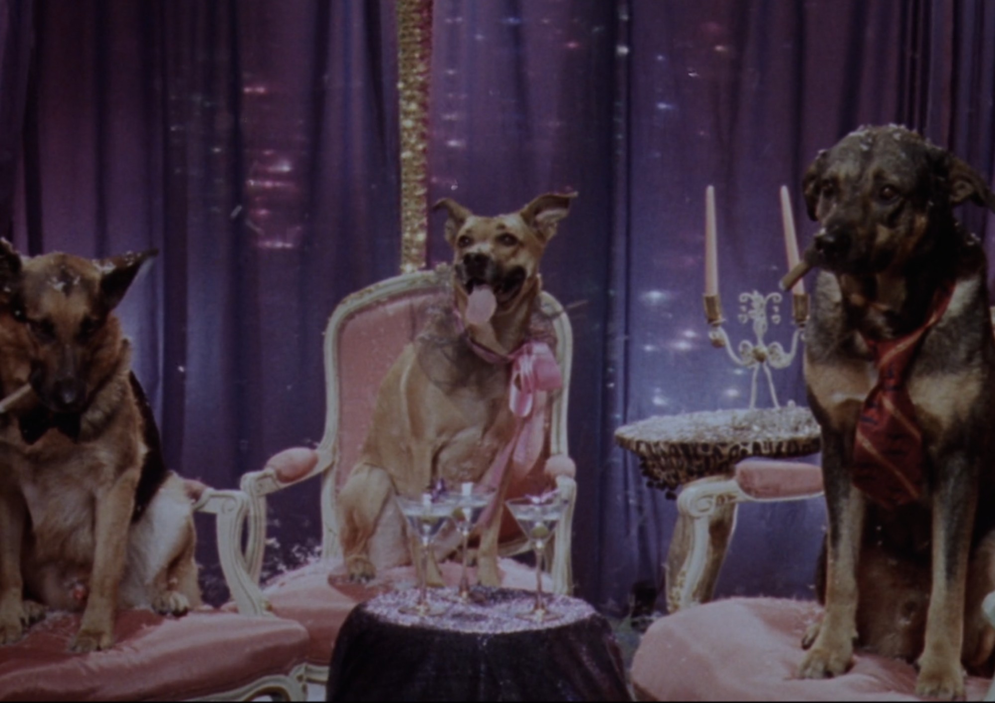 Image from the motion picture When Pigs Fly