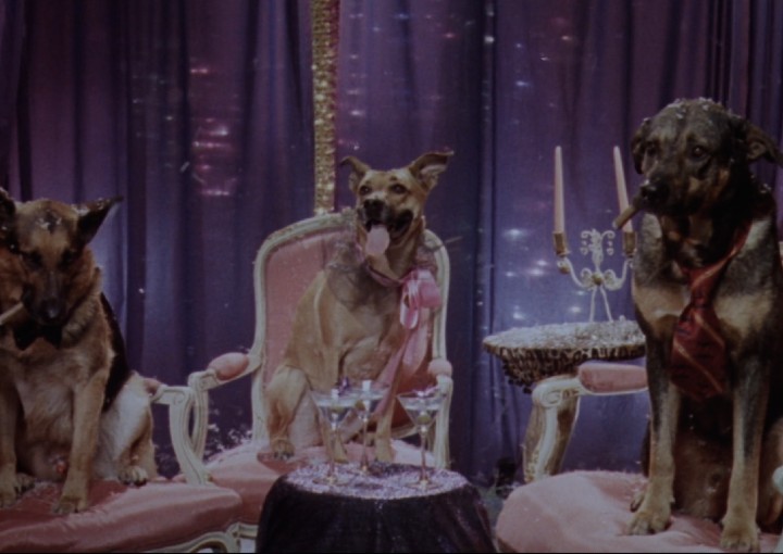 Image from the motion picture When Pigs Fly