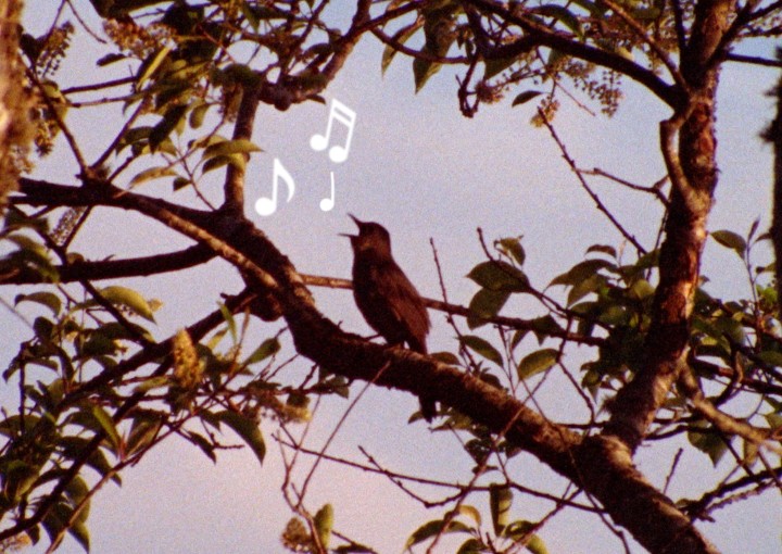 Image from a short film by Guy Kozak